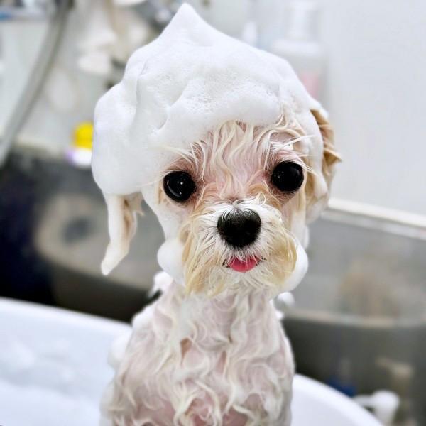 シャンプー中のひとコマ。頭のあわあわがキュートなまるくん（画像提供：全部犬のせいさん）