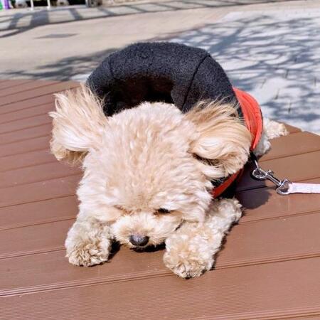 強風に立ち向かう(耐える)犬が大バズ ぬいぐるみ級のかわいさに20万いいね「マンガ的なっ!!」「ミッションインポッシブル!」