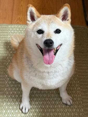 【犬あるある】柴犬が食卓の下で“無言の圧”　ごはん狙う姿に5.4万いいね「ハンターが足元に」「はやく・ごはん・おとせ」