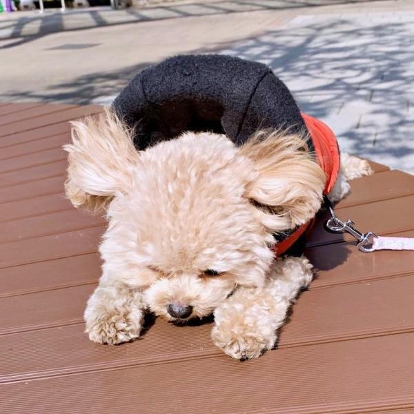 強めの風が吹いてベンチにしがみつくふわちゃん（画像提供：ふわパパさん）