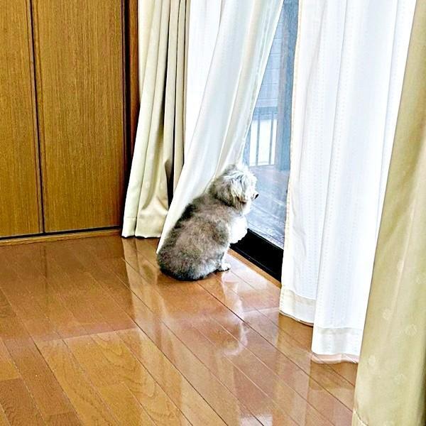 15歳、耳が聞こえにくくなったココちゃん。飼い主さんが声をかけるとーー（画像提供：ハルくん）