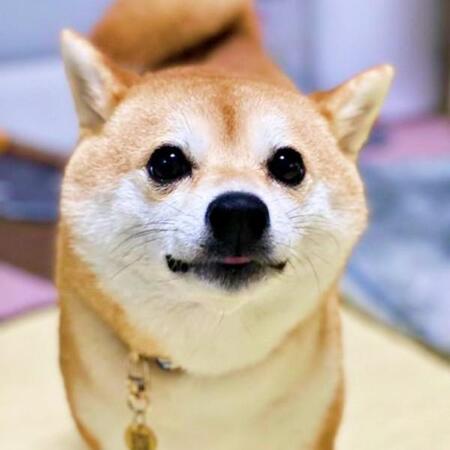 「お」と「おさんぽ」で表情が激変する柴犬さん　ギャップ笑顔に4.7万いいね「わくわく→わーい」「日本語わかるのかわいい」