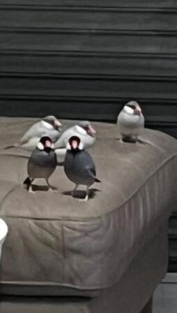 「ご飯作らせないぞ！」文鳥8羽がキッチン占拠　飼い主の悲鳴に「可愛すぎ、諦めて」の声