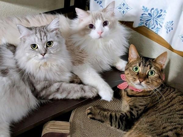 まるで会議してるみたい！？ （左から）しゅらくん、りおらくん、みらちゃん（画像提供：みしゅりさん）