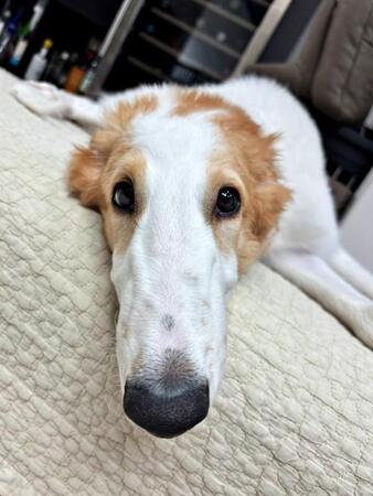 生後7カ月の大型犬、飼い主より大きく見える抱っこショットが話題 「ナガイーヌ」