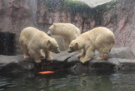 ホッキョクグマの双子誕生！″奇跡”に至る仙台の動物園の舞台裏　試行錯誤を重ねた人工授精、出産支えた情報共有とは…研究者らが明かす