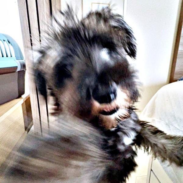 「右フック！」 を披露したセブンくん。片足立ちにもびっくりーー（画像提供：セブン@シュナウザーさん）