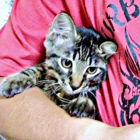 捨てられていた子猫を迎え入れると…大変身! 13歳になった大食いの“かぎしっぽ”が家族に運んだ幸せ