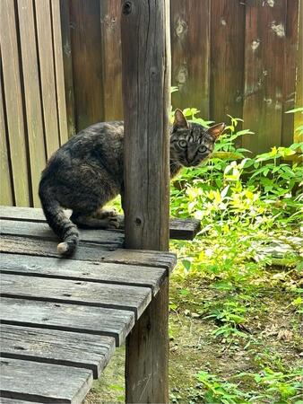 「空き家取り壊しで行き場を失った猫」を保護　11日後に触らせてくれた！……SNSで広がる感動の輪