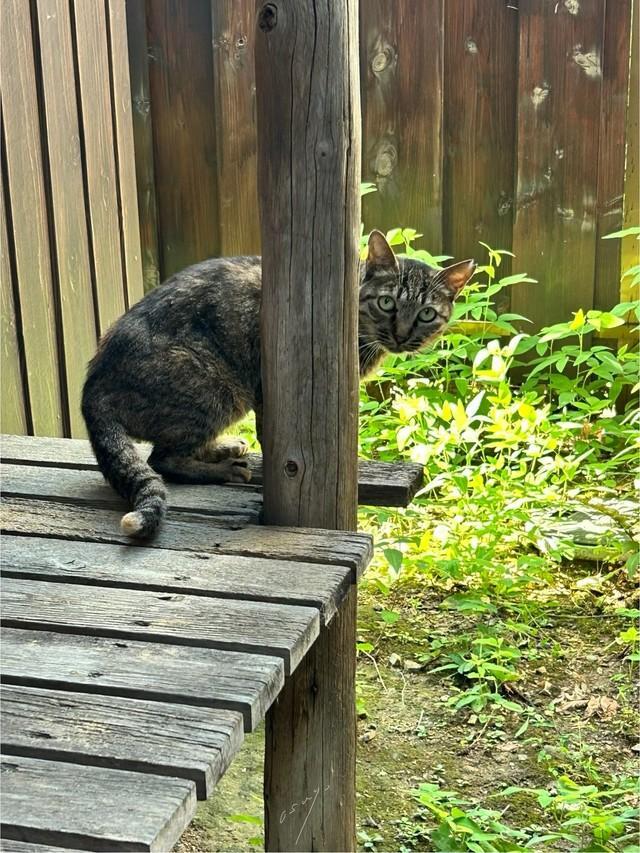 隣の空き家が取り壊しになるため保護を決意（おすよさん提供、写真は自宅縁側にて）