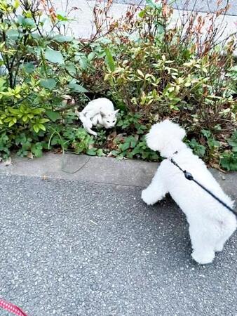 散歩中、わんこが発見…ガリガリに痩せた子猫を植え込みから救出　足切断の危機を乗り越え、家族と歩んだ奇跡の3年