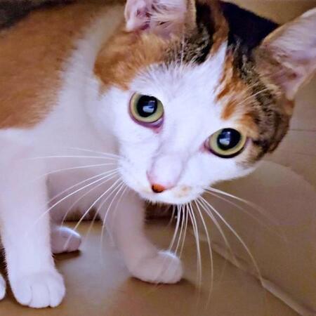 命にかかわる病…成猫まで生きられないと言われた子猫 今ではツンデレ甘えん坊のママっ子に