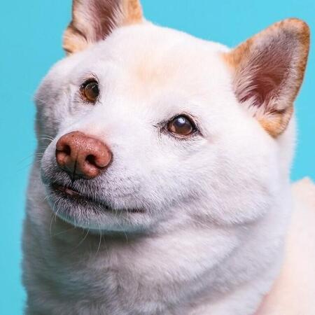 笑ってるはずなのに…実写版「もののけ姫」!?牙むく白柴に反響「黙れ小僧!の顔だ」「この子がモデル?」