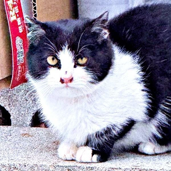 生後推定4カ月、ひとりぼっちで姿を現したこねぎくん（画像提供：ともさん）