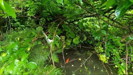 誰にも気づかれず、十数年ひとりぼっち　空き家裏の小さな池で生きていた金魚を保護　古民家再生を進める男性の行動に「これぞ金魚救い」の声
