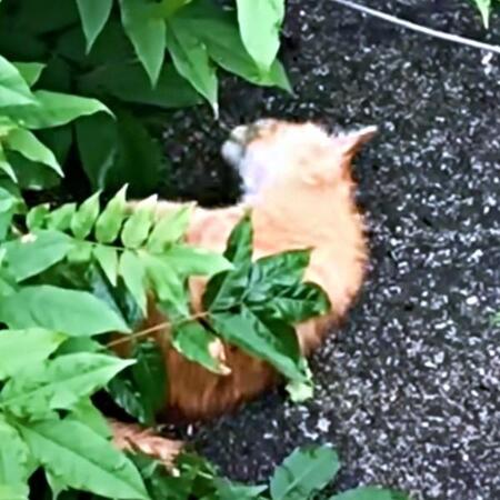 草むらで倒れていた瀕死の子猫…生死を分ける一夜を乗り越えて　夫婦を癒やす音楽好きのイケニャンに「我が家に来てくれてありがとう」