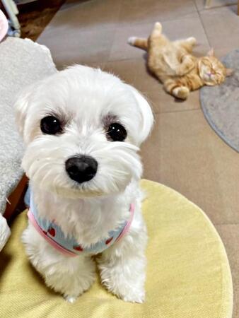 犬と猫それぞれの可愛らしさが伝わるショットに爆笑 犬はうるうる、猫はへそ天…正反対の魅力に「それぞれ好きにしてる」「癒やされた」