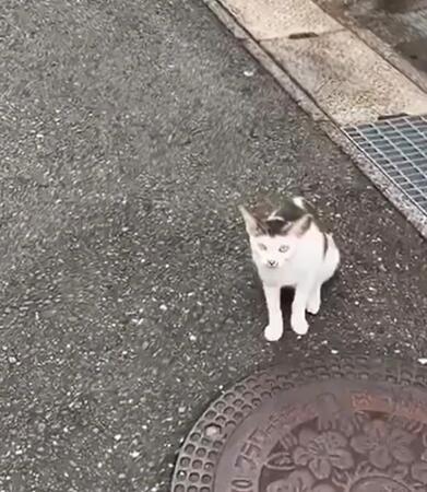 いつもはシャーシャーの野良猫が「助けて」→後を追うと生後2週間の子猫が壁の中に…偶然の出会いと人々の行動力で救われた