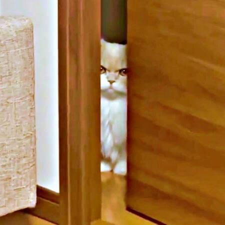 叱られた猫の“すね顔”が超シュール…ドアの隙間からのぞく姿に爆笑　「いい顔するね～」「ムスッとしてるぅ」