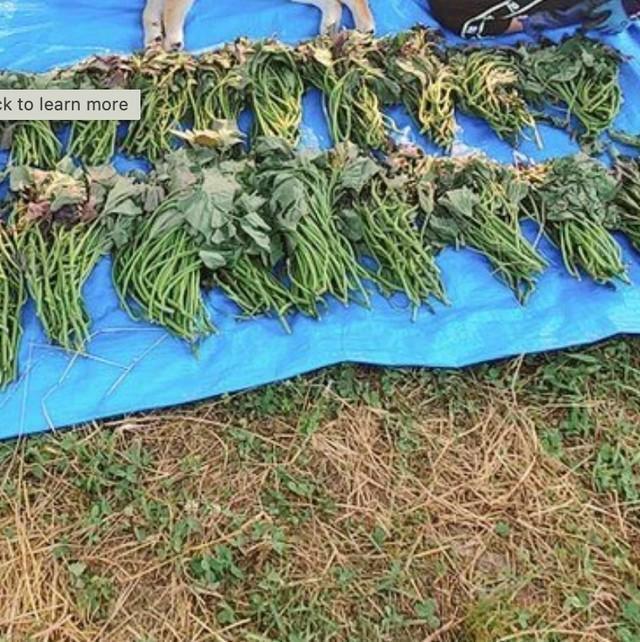 しおれた芋づるの上で寝ているのは…（画像提供：柴犬が作る幻の赤いキウイさん）※一部トリミング