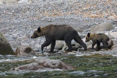 近年、熊による被害が深刻ですが…