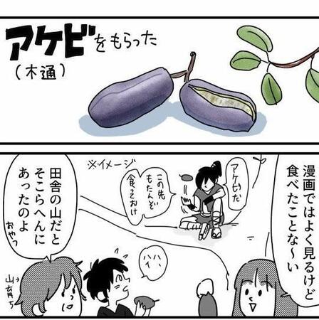 秋の味覚「アケビ」知ってますか？「バナナより甘ったるい」「皮もうまい」実食レポに食べたくなる人続出【漫画】