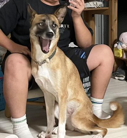 高速道路の追突事故で、迎えたばかりの保護犬が脱走→見知らぬ町で2か月も放浪、家族と感動の再会を果たすまで