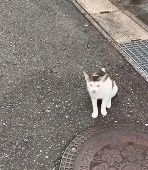 普段は威嚇して近づかない野良猫が、その日はめぐりさんに「助けて」と言わんばかりに話しかけてきた（湯楽めぐりさん提供、Xよりキャプチャ撮影）
