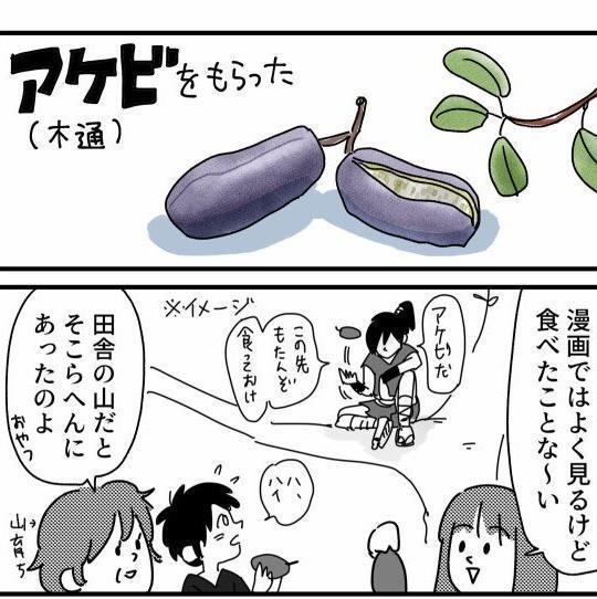 アケビは昔おやつとしてよく食べられていたようだ（ワンコロもちべヱさん提供）