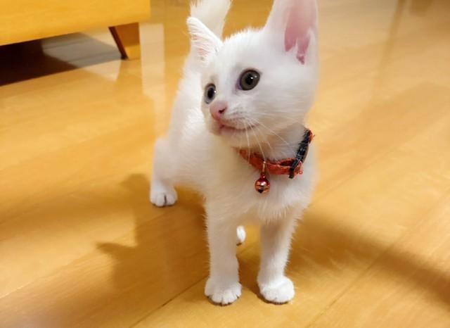 “液体猫”MINTさんは冒険心にあふれてます（「Kamui_310」さん提供）