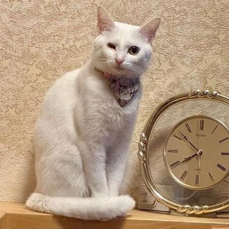 駐車場に捨てられ、目ヤニだらけの子猫……獣医師に診せると「右目の眼球がない」　弱々しかったのに4年後は？