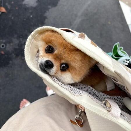 バッグの中の犬に「出てきちゃ、ダメ！」どういう状況？　飼い主さんに聞いた