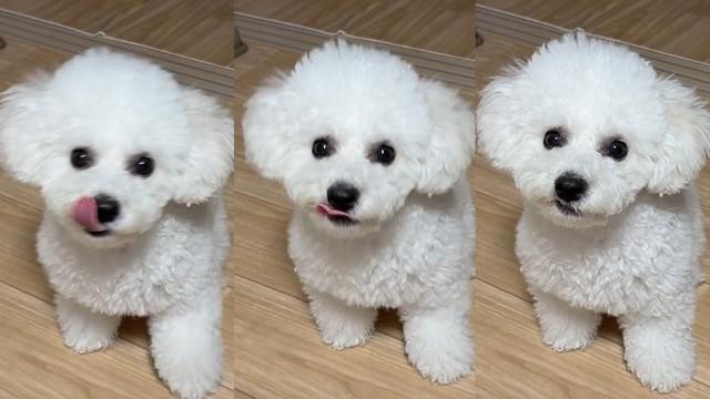 表情豊かなアポちゃんにフォロワーはくぎ付けです♡（あぽちぃさん提供）