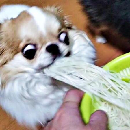 犬が必死の形相でざるそうめん強奪！口にくわえギョロ目「本気すぎ」「ガチ食いｗ」「わんこ蕎麦ってこれか～」