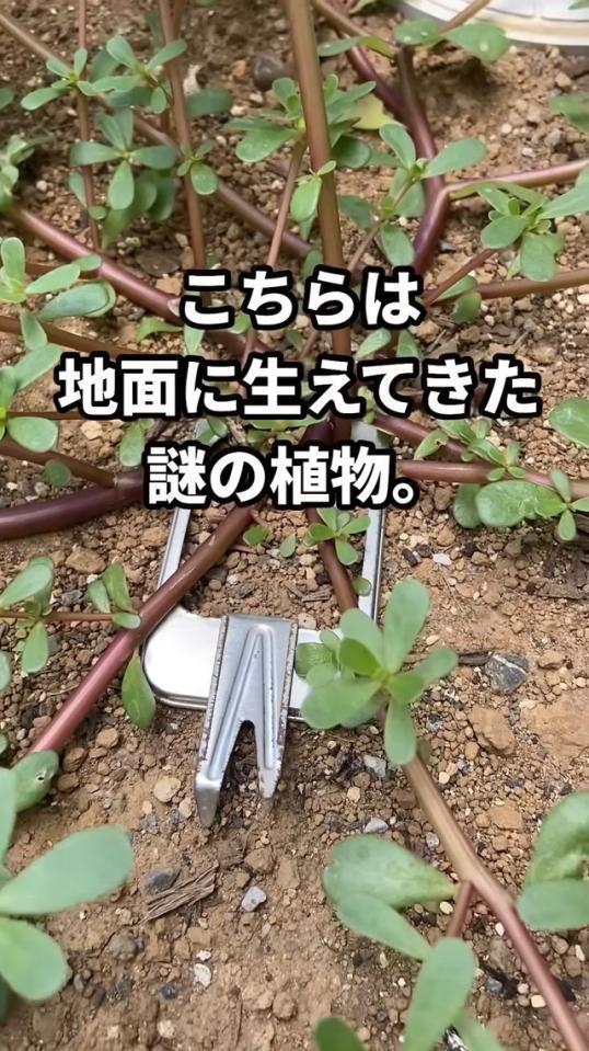 庭で発見した