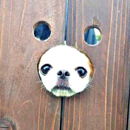 思ってたんと違う…ペキチワの顔はめパネル挑戦が想像外の結果に　空っぽの穴とひょっこり顔に「きゃわわすぎる」「むしろ大正解」