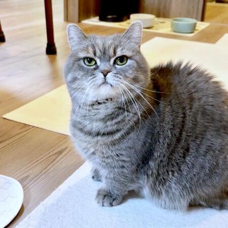 飼い主さんの声かけに応じないひまりちゃん（画像提供：亀ぽまさん）