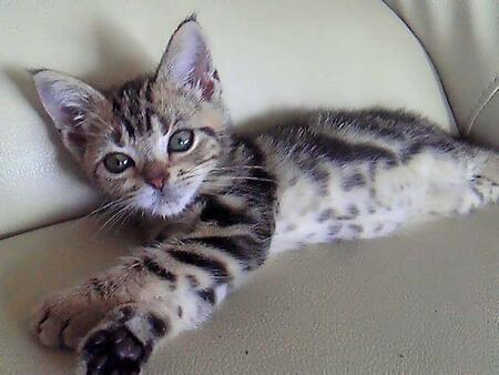 急性腎不全と診断された愛猫、飼い主は自分の無知を責めた…うつや心身症に苦しみながら全力を尽くした日々