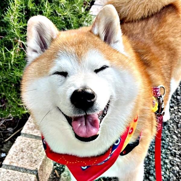 散歩中、お姉さんを幸せにした笑顔のまるちゃん（画像提供：祥&柴犬のまるちゃんさん）