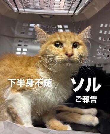 下半身をひきずっていた猫、どこにも助けてもらえず消防隊員が救出　保護団体代表が訴える「行政の“対象外”という一言が…」