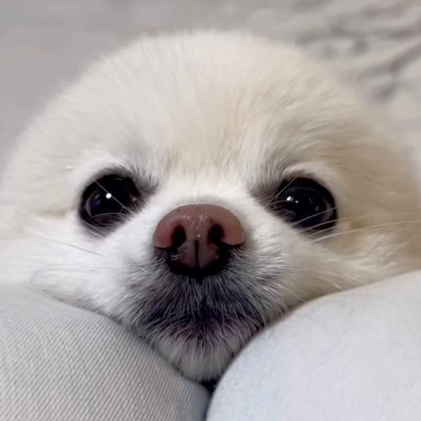 ぽんちゃんに「お耳が無いね」と声をかえけるとーー大変身！（画像提供：ぼく、ポメラニアンのぽんちゃん！さん）