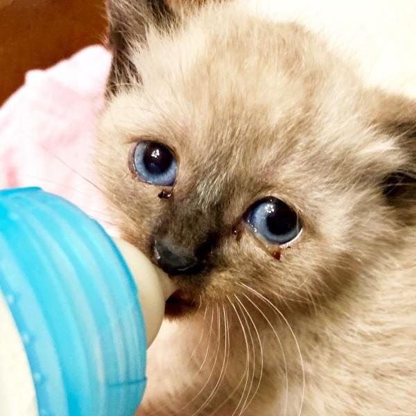 保護時、生後推定7週目ほどの小ささだったおこげちゃん（画像提供：コハちゃん）