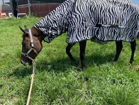 馬にシマシマのカバーをかけて虫よけに?イグノーベル賞を受賞した防虫方法、乗馬界では常識だった?