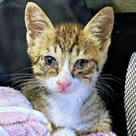 ずっと待ち続けた猫との出会い…「半ば諦めていた夢」が叶い、保護猫をお迎え　絵に描いたようなツンデレガールは家族の絆を深める存在に