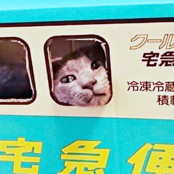納車から廃車まで一瞬」クロネコ便の段ボール車を乗りつぶした猫さん
