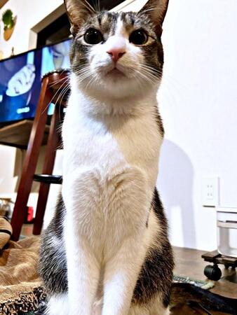 猫の胸元にハートの形が浮かぶ理由とは？ 驚きのイラスト考察に8.8万いいね「そーいうことか！」「なるほど納得」「幸せな図解」