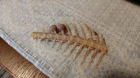 「魚の骨に豆みたいなのついてた、なんだこれ?」鯛を食べた後の骨にコブ……「美味しさ」の証拠