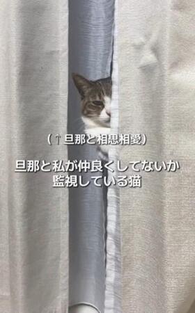 カーテンの影から監視する猫さん…いったい何を見てるの？「目が笑ってにゃい」