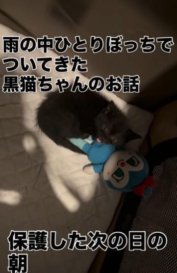 コキンちゃんに寄り添って眠ったという、保護した黒猫さん（「ねぎごま」さん提供、Instagramよりキャプチャ撮影）