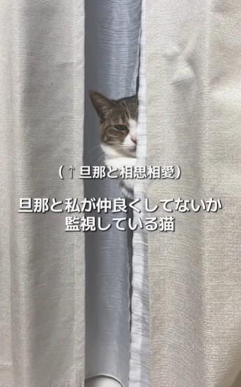 窓際の猫ベッドからじっとこちらを見つめる猫のくるみちゃん（ましゅくるさん提供、Instagramよりキャプチャ撮影）